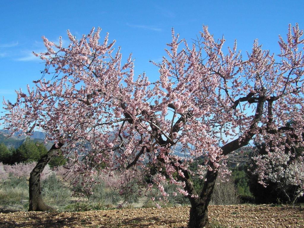 Apartamentos Serrella - Rural Guadalest Benimantell Buitenkant foto